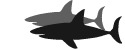 Shark graphic